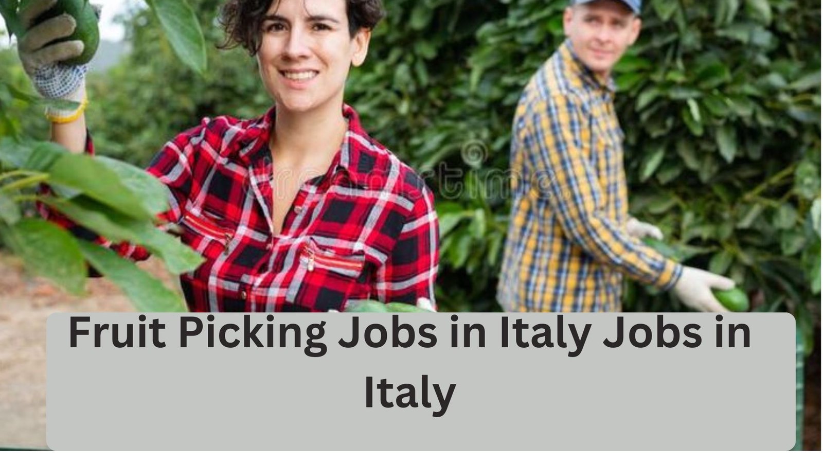 Fruit Picking Jobs in Italy Jobs in Italy